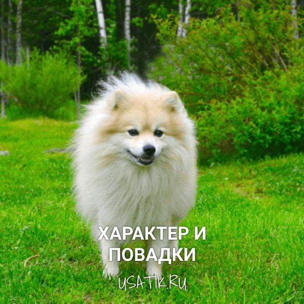 Характер и повадки немецких шпицев