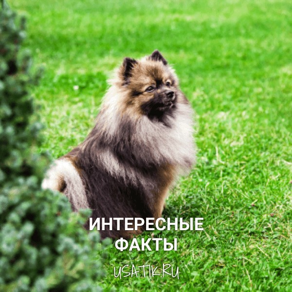 Интересные факты о немецких шпицах