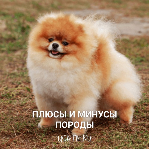 Плюсы и минусы немецких шпицев