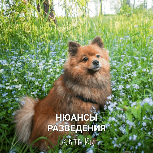 Разведение немецких шпицев