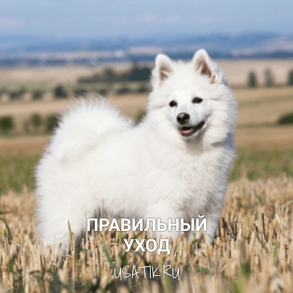 Уход за немецкими шпицами