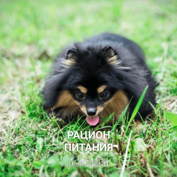 Рацион питания немецких шпицев