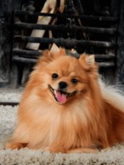 Немецкий шпиц