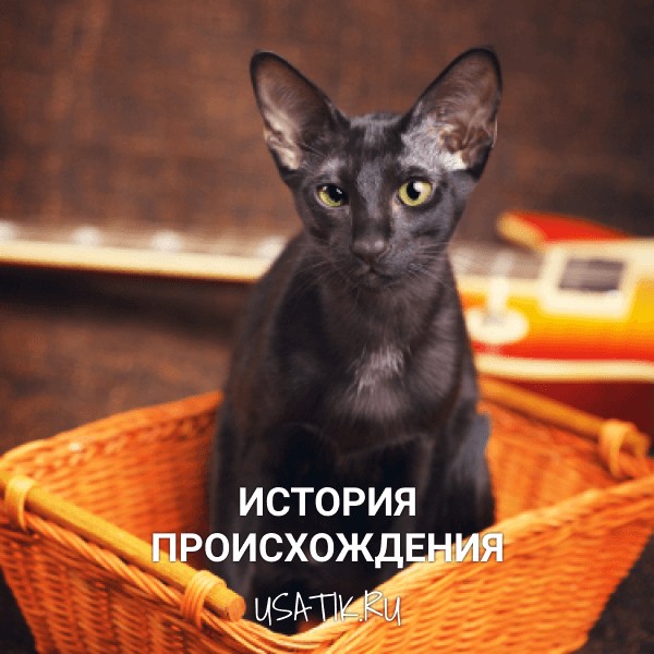 История происхождения ориентальных кошек