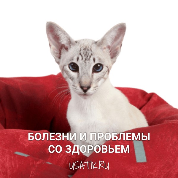 Болезни и проблемы со здоровьем