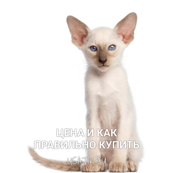 Ориентальная кошка - цена и как правильно купить