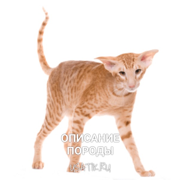Ориентальная кошка - описание породы