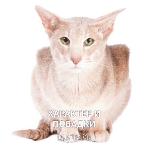 Характер и повадки ориентальной кошки