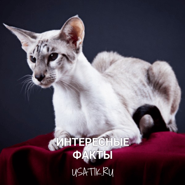Интересные факты об ориентальных кошках