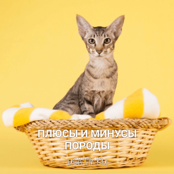 Плюсы и минусы ориентальных кошек