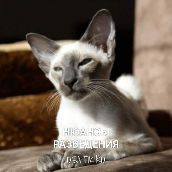 Разведение ориентальных кошек