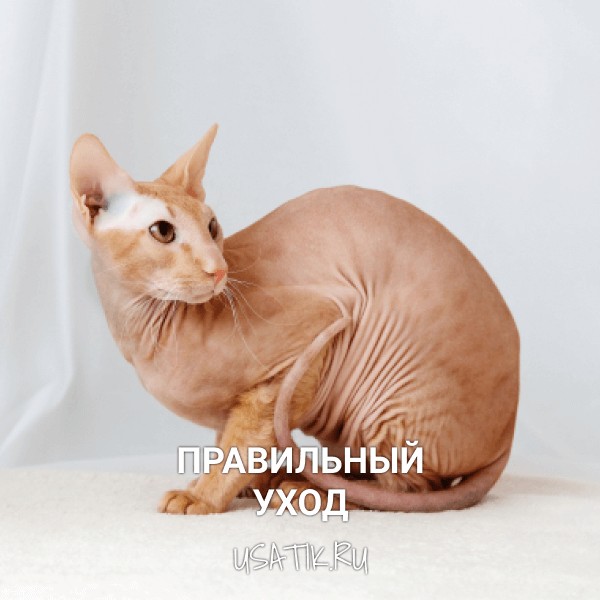 Уход за ориентальными кошками