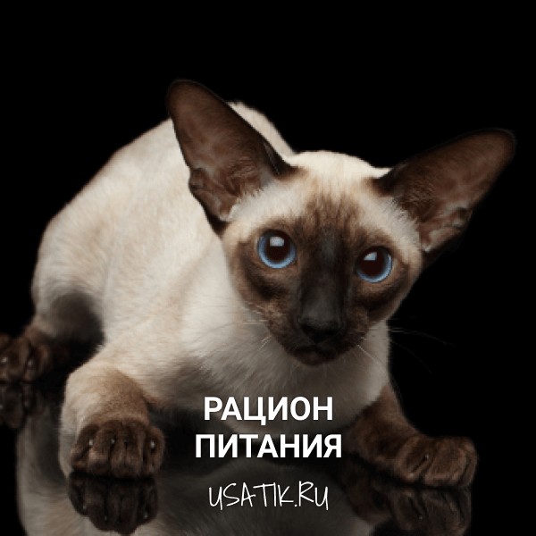 Рацион питания ориентальных кошек