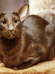 Ориентальная кошка