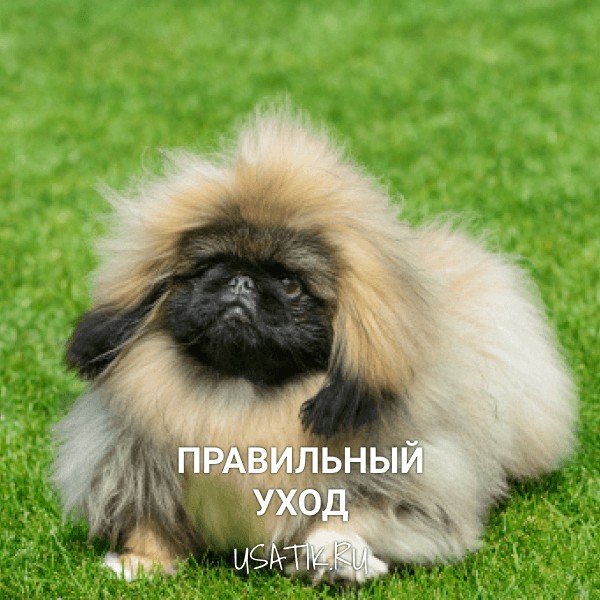 Уход за пекинесами