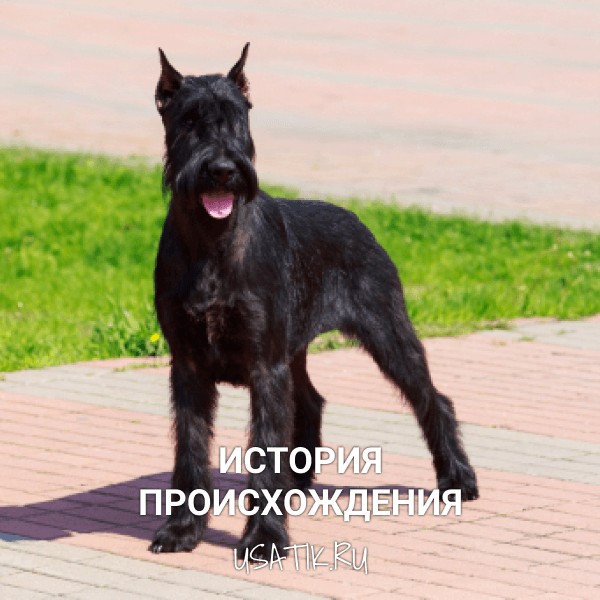История происхождения ризеншнауцеров