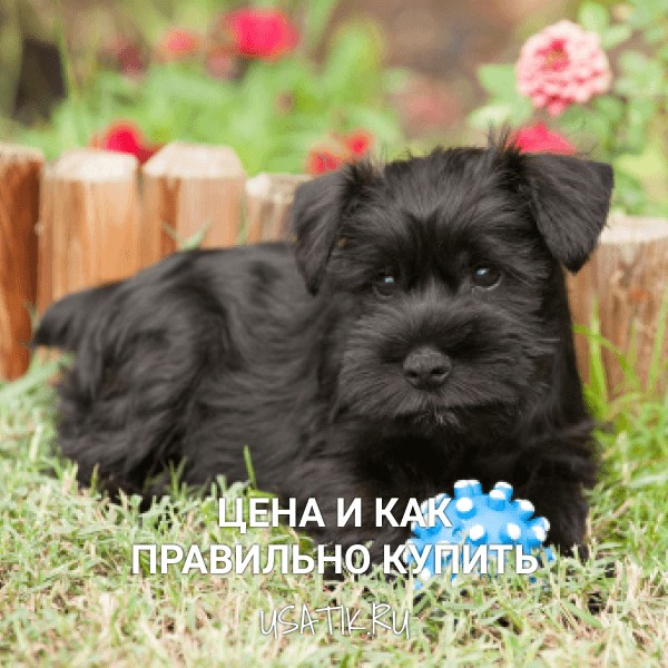 Ризеншнауцер - цена и как правильно купить