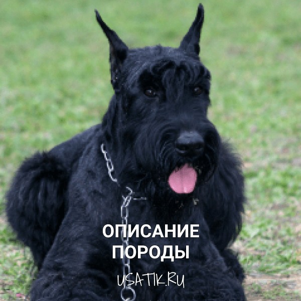 Ризеншнауцер - описание породы