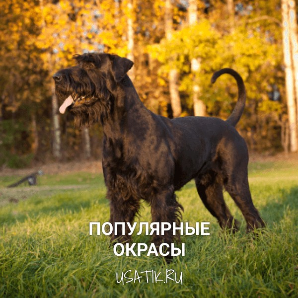 Популярные окрасы ризеншнауцеров