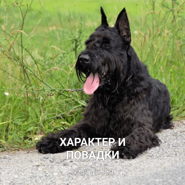 Характер и повадки ризеншнауцеров