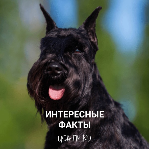 Интересные факты о ризеншауцерах