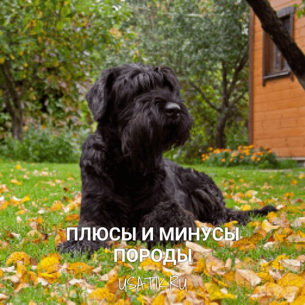 Плюсы и минусы ризеншнауцеров