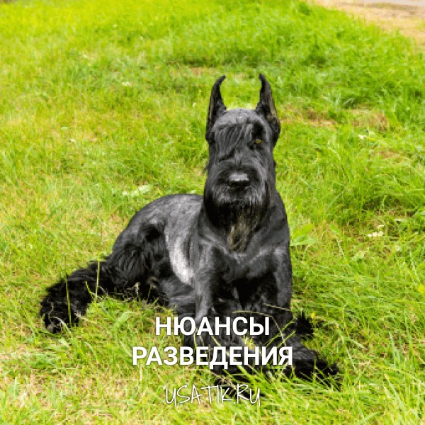 Разведение ризеншнауцеров