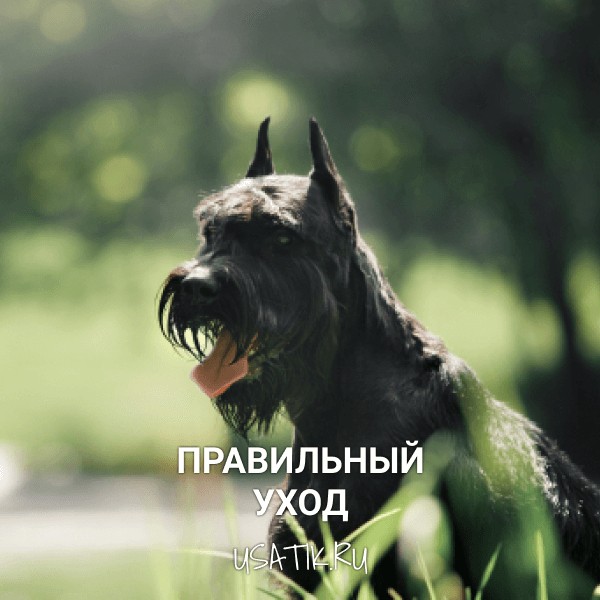 Уход за ризеншнауцерами