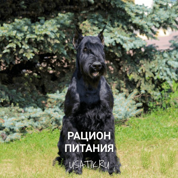 Рацион питания ризеншнауцеров