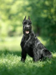 Ризеншнауцер