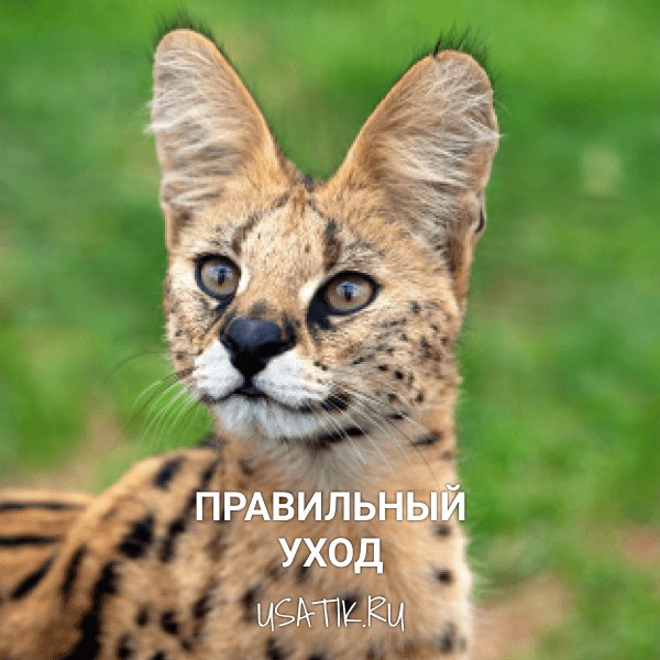 Уход за сервалами