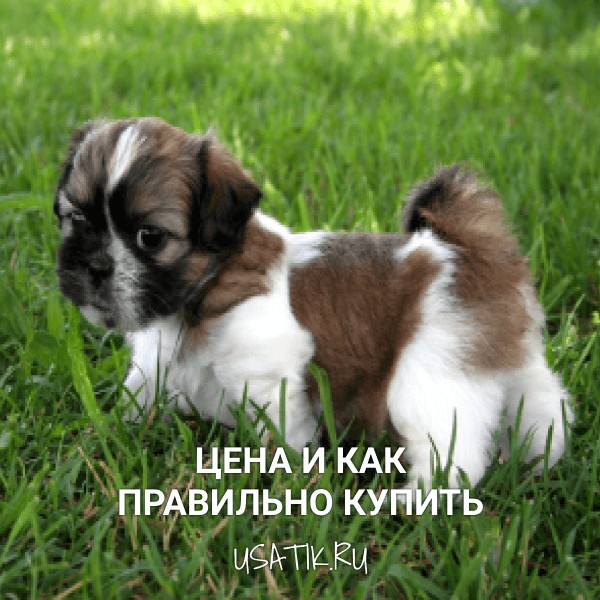 Ши-тцу - цена и как правильно купить
