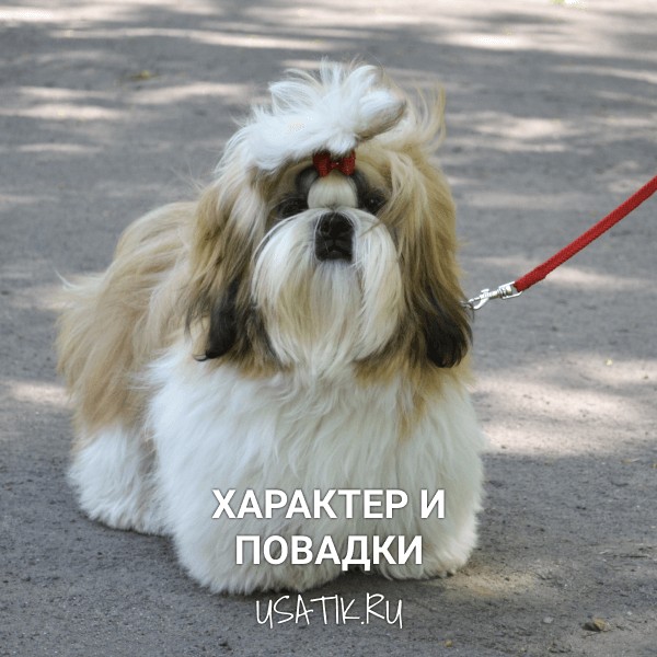 Характер и повадки ши-тцу