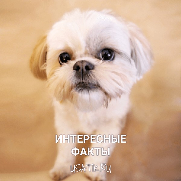 Интересные факты о ши-тцу