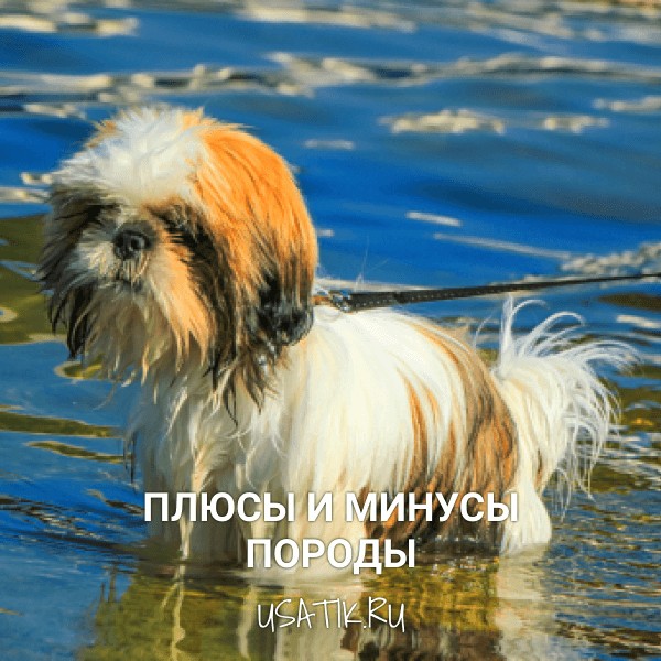 Плюсы и минусы ши-тцу