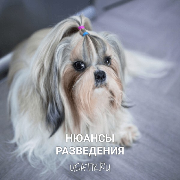 Разведение ши-тцу