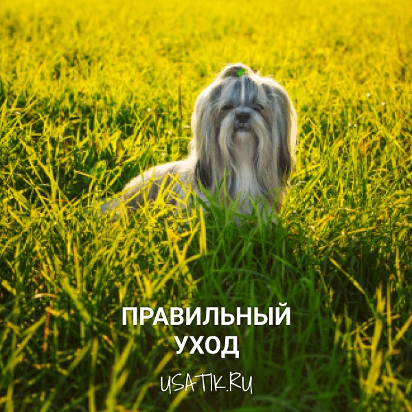Уход за ши-тцу