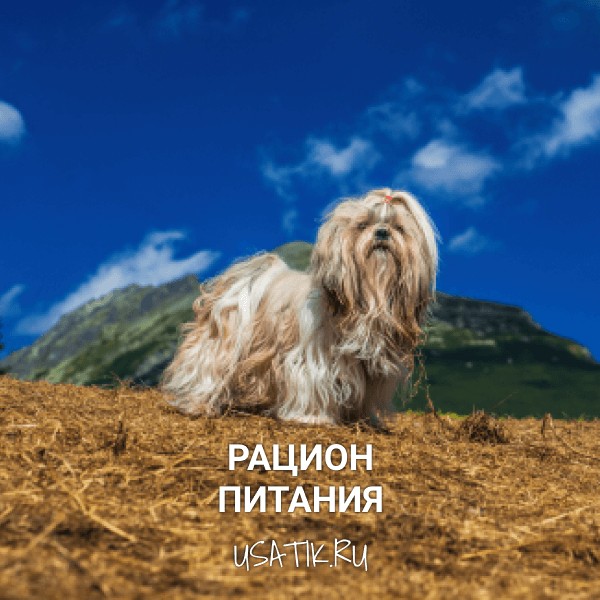 Рацион питания ши-тцу
