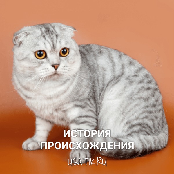 История происхождения шотландских вислоухих кошек