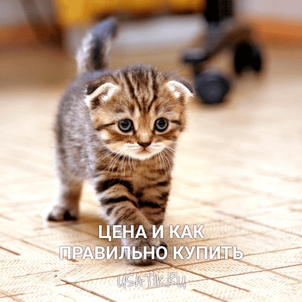 Шотландская вислоухая кошка - цена и как правильно купить