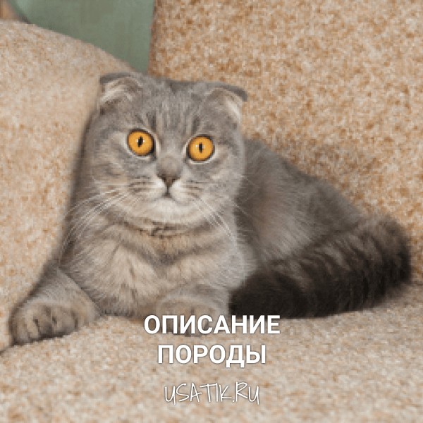 Шотландская вислоухая кошка - описание породы