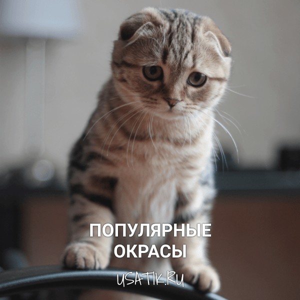 Популярные окрасы шотландских вислоухих кошек