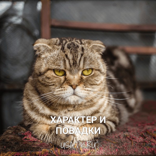 Характер и повадки шотландских вислоухих кошек