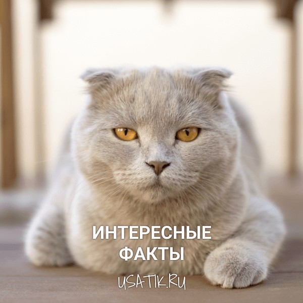 Интересные факты о шотландских вислоухих кошках
