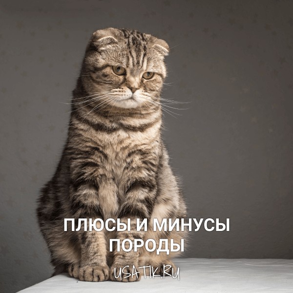 Плюсы и минусы шотландских вислоухих кошек