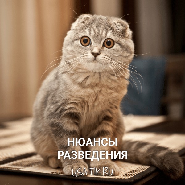 Разведение шотландских вислоухих кошек