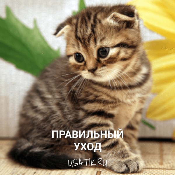 Уход за шотландскими вислоухими кошками