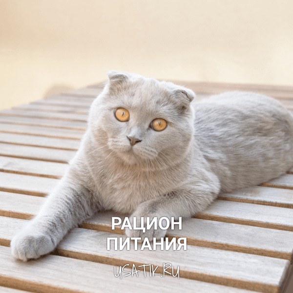 Рацион питания шотландских вислоухих кошек
