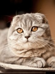 Шотландская вислоухая кошка
