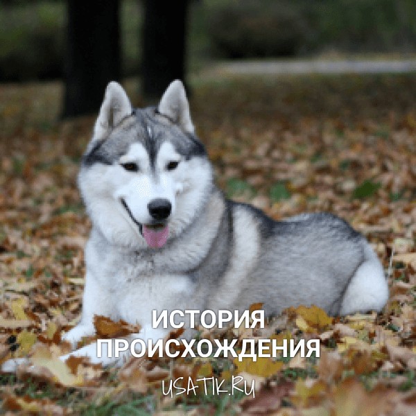 История происхождения сибирских хаски